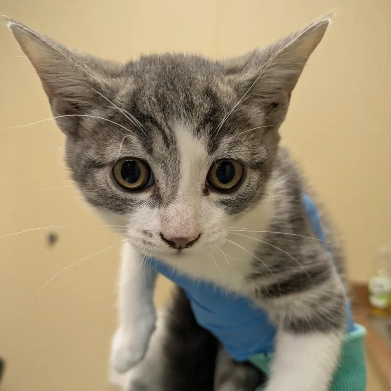 A baby small-sized female Brown / Chocolate Domestic Short Hair cat named Toni Topaz for adoption in Santa Barbara, CA