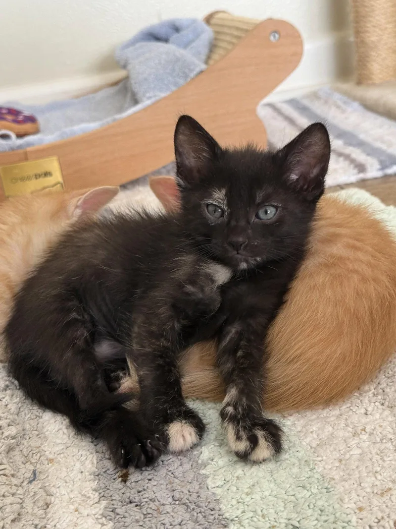 A baby small-sized female Domestic Short Hair cat named Dolly for adoption in Texarkana, TX