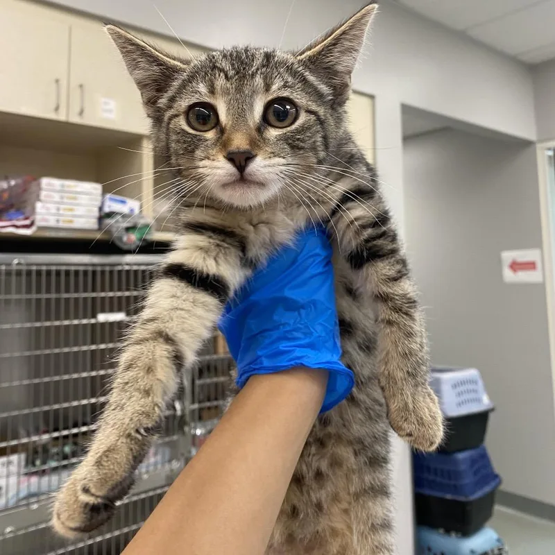 A baby small-sized female Brown / Chocolate Domestic Short Hair cat named Eos for adoption in Westminster, CA
