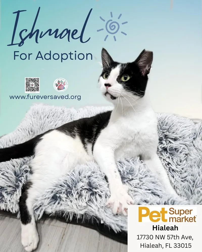 A young medium-sized male Black & White / Tuxedo Domestic Short Hair cat named Ishmael for adoption in Miami, FL