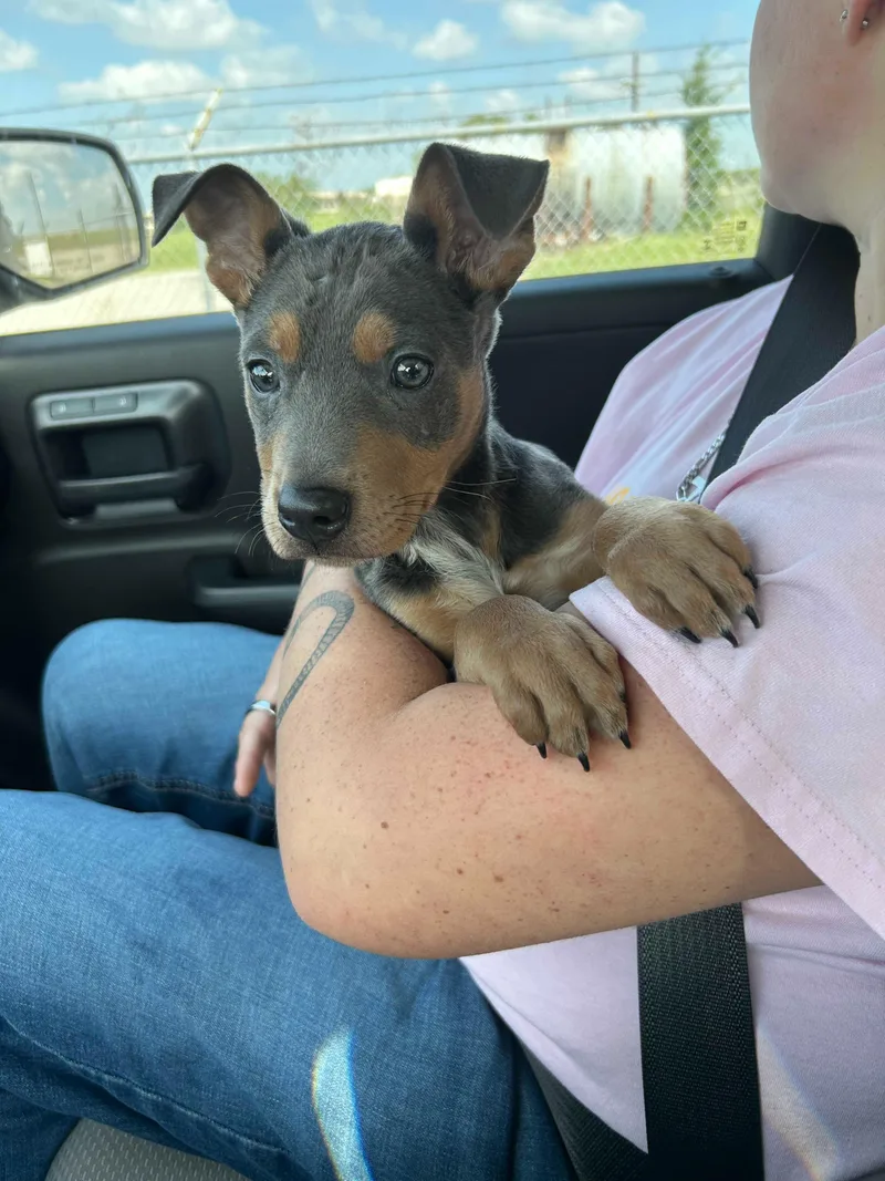 A young large-sized male Gray / Blue / Silver Doberman Pinscher dog named Ducky for adoption in Portland, ME