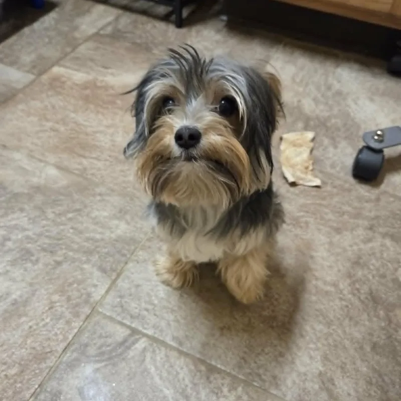 A young small-sized male Bicolor Yorkshire Terrier dog named Lucky for adoption in Lancaster, KY