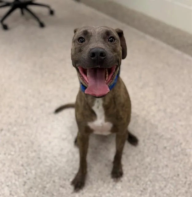 An adult large-sized male Pit Bull Terrier dog named Blue for adoption in Brighton, CO