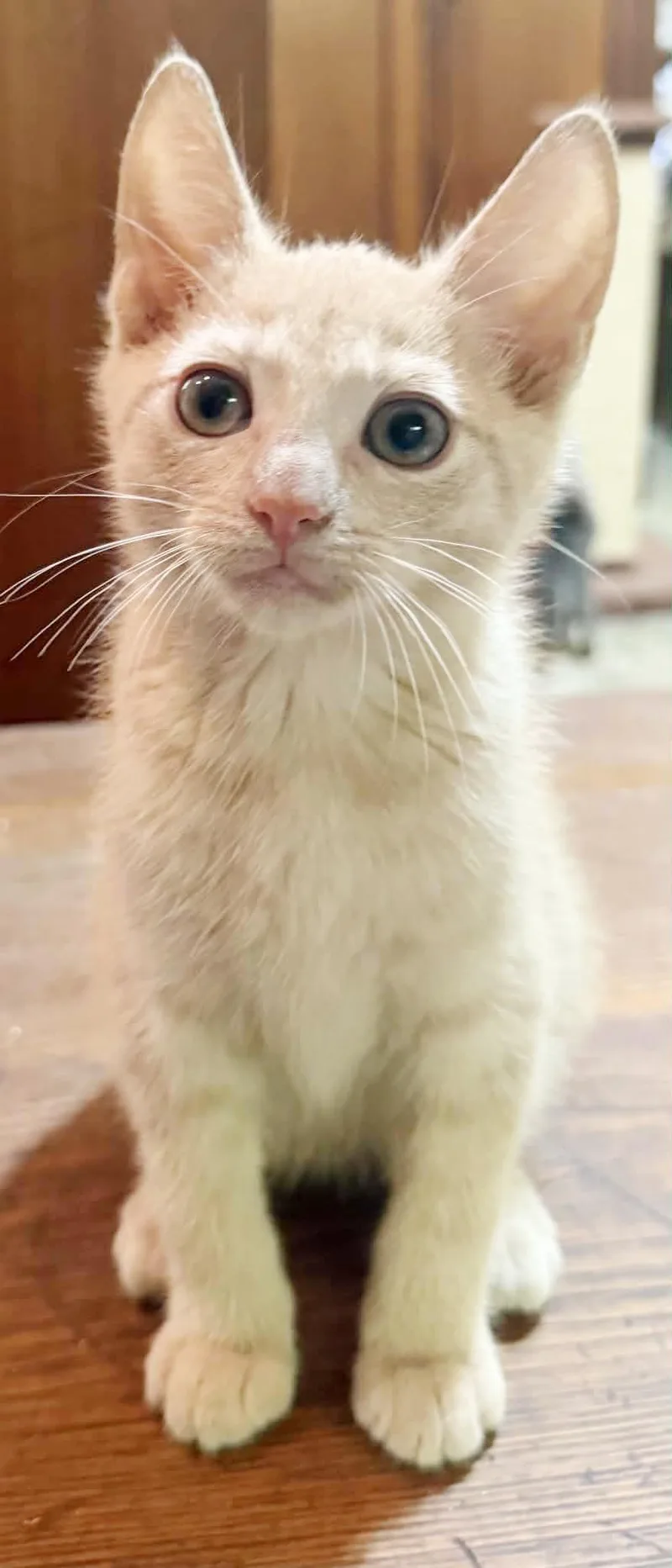 A baby small-sized male Orange / Red Tabby cat named Valor Cannot Be Any for adoption in Bedford Hills, NY