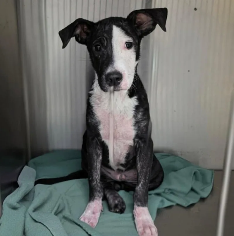 A baby medium-sized male Tricolor (Brown, Black, & White) Mixed Breed dog named Bestie for adoption in Long Island City, NY