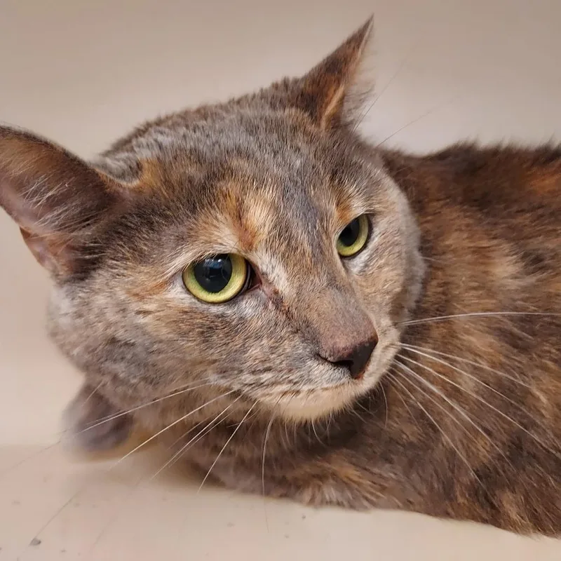 An adult large-sized female Gray / Blue / Silver Domestic Short Hair cat named Angela for adoption in Dayton, OH