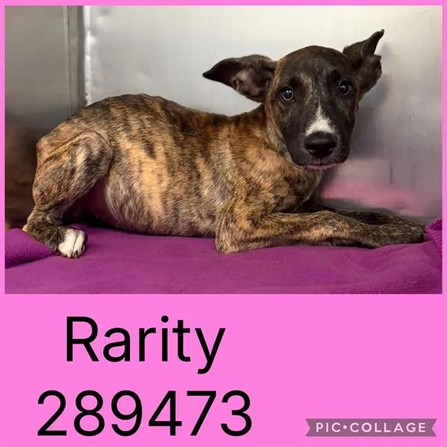 A baby small-sized female Mixed Breed dog named Rarity for adoption in Macon, GA