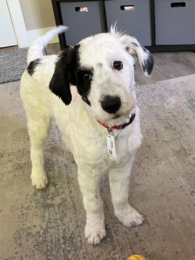 A young medium-sized male Labrador Retriever dog named Cj for adoption in West Richland, WA