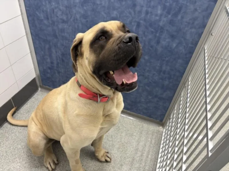 An adult extra large-sized female Mastiff dog named Martha for adoption in Loveland, CO