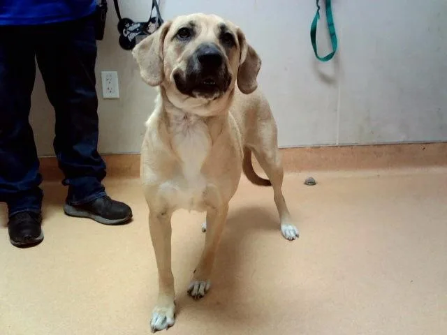 A young large-sized female Black Mouth Cur dog named Memphis for adoption in Martinez, CA