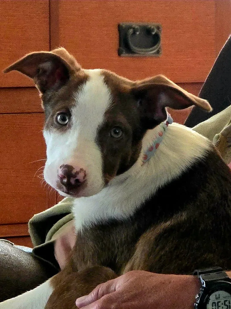 Dolly