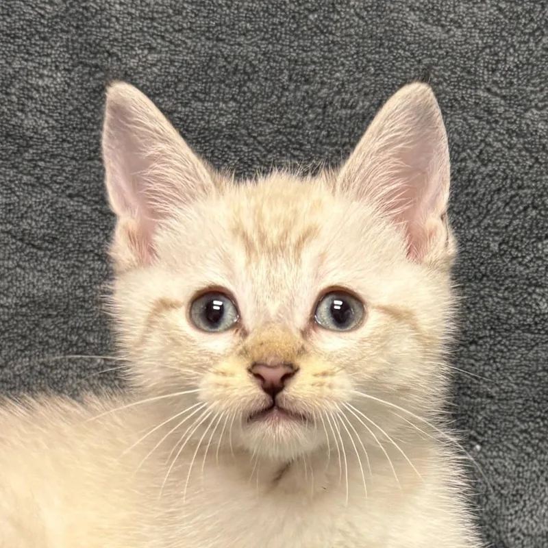 A baby medium-sized male Domestic Short Hair cat named Korin for adoption in Brenham, TX