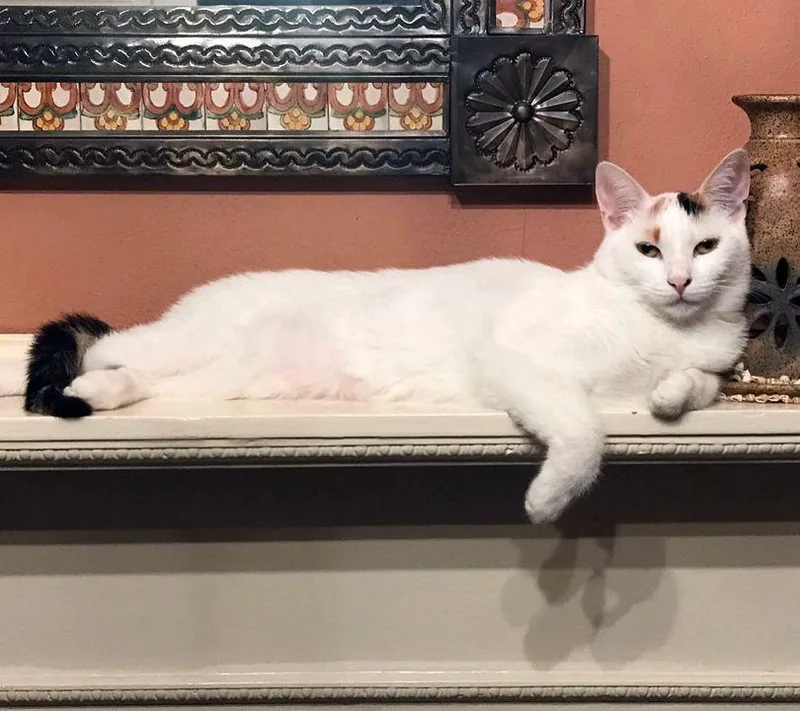 A young medium-sized female Domestic Short Hair cat named Aurora for adoption in Redlands, CA