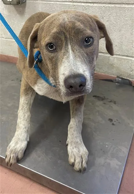 A young medium-sized male Mixed Breed dog named Cove for adoption in Columbia, SC