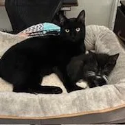 Soy Sauce & Oyster thumbnail 2