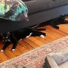 Soy Sauce & Oyster thumbnail 4