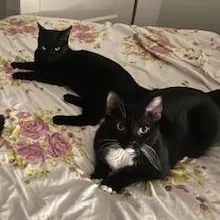 Soy Sauce & Oyster thumbnail 5