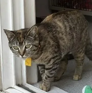 An adult medium-sized female Torbie cat named Jeri  Sweet And for adoption in Hoquiam, WA