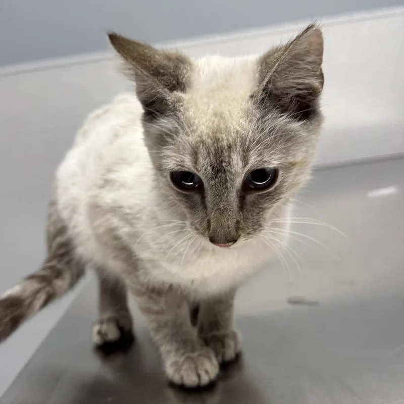 A baby small-sized female Domestic Short Hair cat named Eevee for adoption in St Joseph, MO