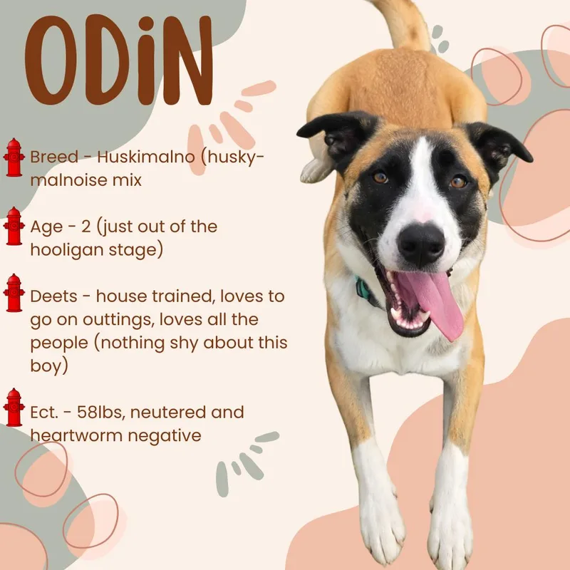 Odin thumbnail 3