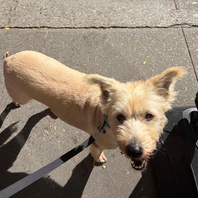 An adult medium-sized female Labradoodle dog named Fini for adoption in Brooklyn, NY