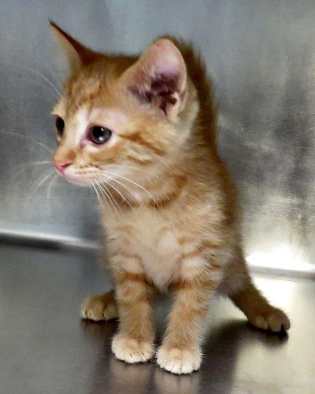 A baby medium-sized male Tabby (Orange / Red) Domestic Short Hair cat named Nic for adoption in Lexington, VA