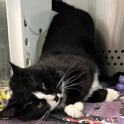 An adult large-sized male Black Domestic Short Hair cat named Xavier for adoption in Baltimore, MD