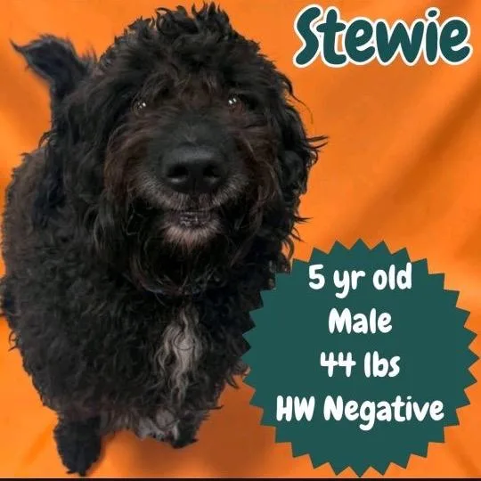 An adult medium-sized male Black Standard Poodle dog named Stewie for adoption in Baton Rouge, LA