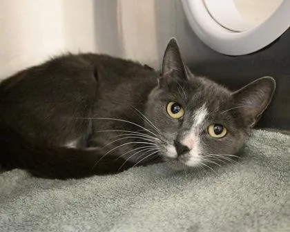 An adult small-sized female Domestic Short Hair cat named Cannoli for adoption in West Seneca, NY