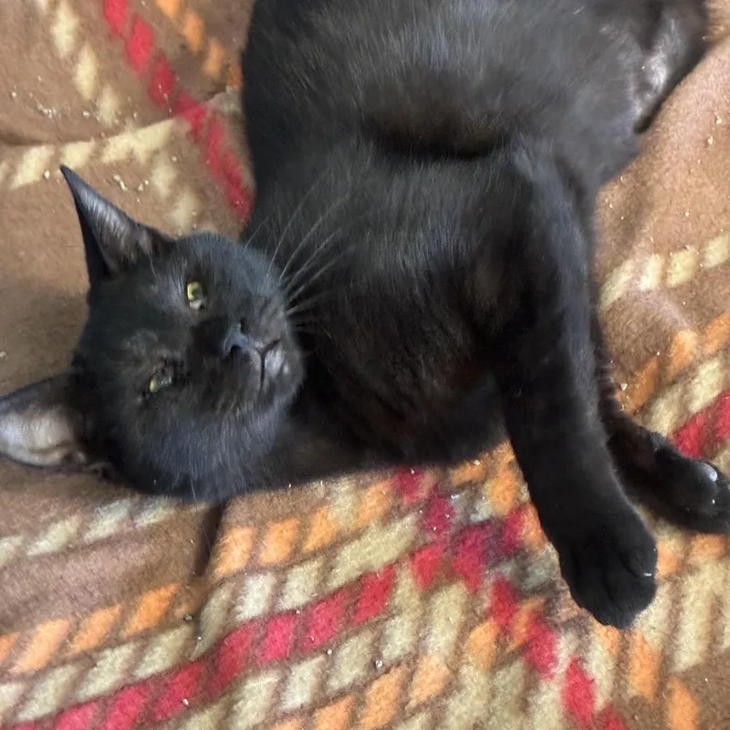A young medium-sized female Black Domestic Short Hair cat named Zee for adoption in South Elgin, IL