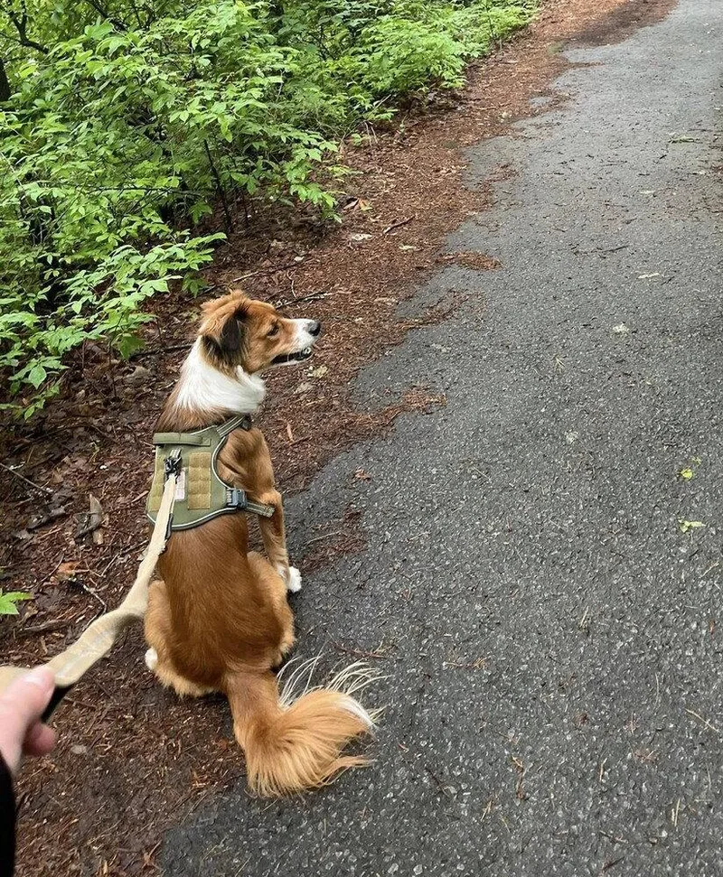 An adult medium-sized female Australian Shepherd dog named Mocha for adoption in Candler, NC