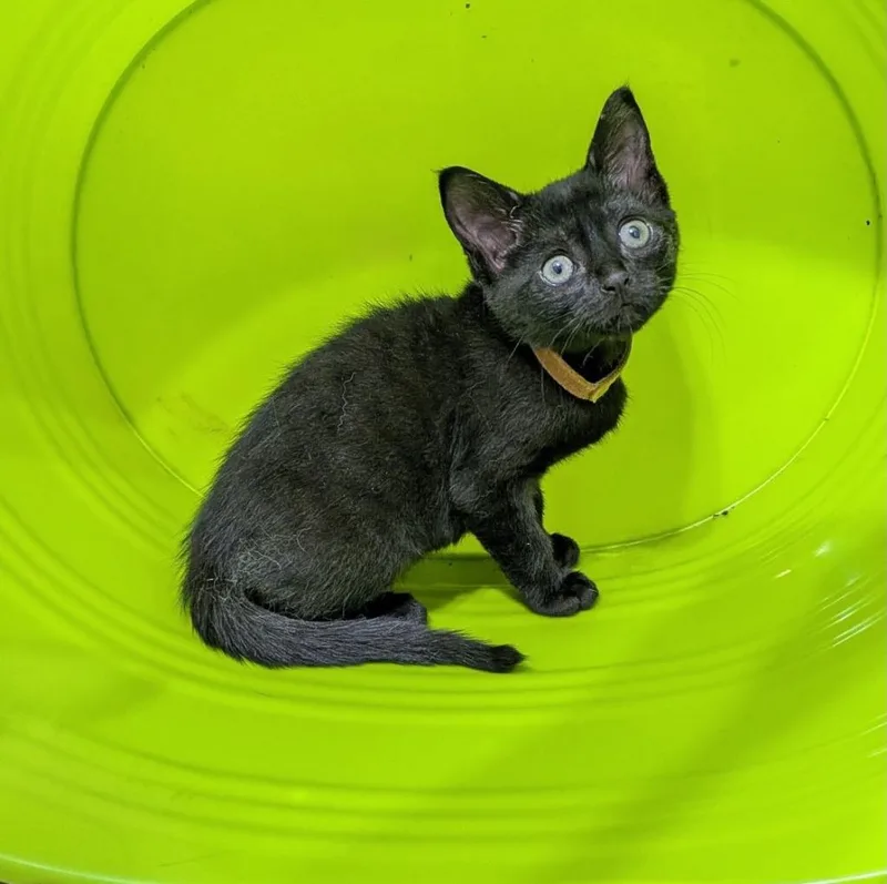 A baby medium-sized female Domestic Short Hair cat named Kelly for adoption in San Antonio, TX