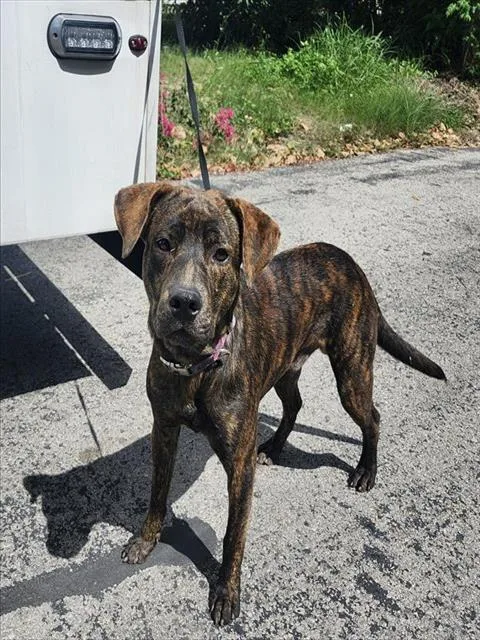 A young large-sized male American Staffordshire Terrier dog named Oak for adoption in San Antonio, TX