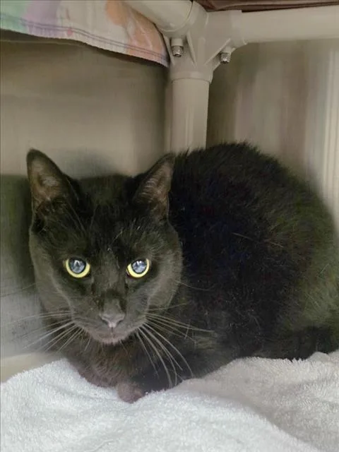 A young medium-sized male Domestic Short Hair cat named Obsidian for adoption in Derwood, MD
