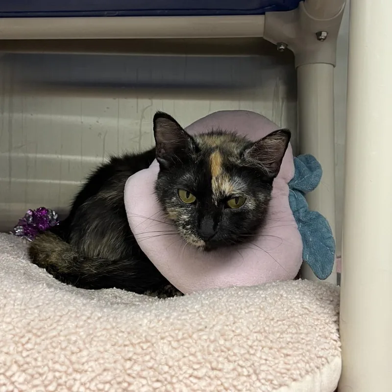 An adult medium-sized female Black Domestic Short Hair cat named Abyss for adoption in Detroit Lakes, MN