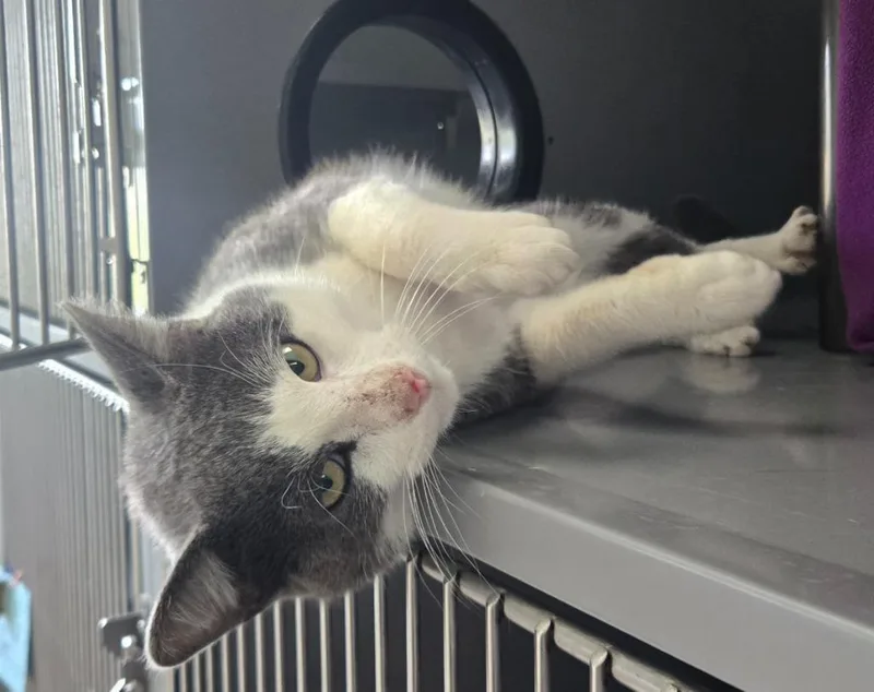 A young large-sized male Domestic Short Hair cat named Rambo for adoption in Viroqua, WI