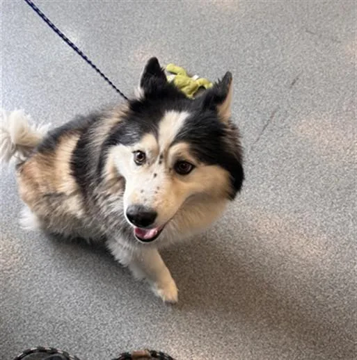 An adult large-sized male Siberian Husky dog named Kono for adoption in Toledo, OH