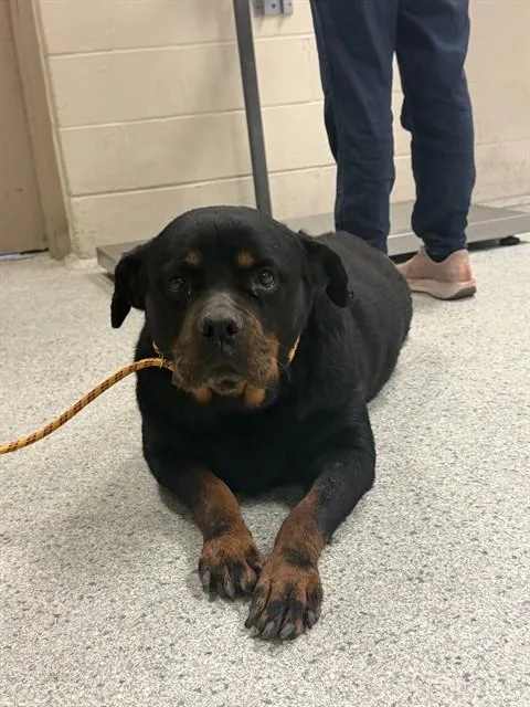 An adult large-sized female Rottweiler dog named Loba for adoption in Conroe, TX
