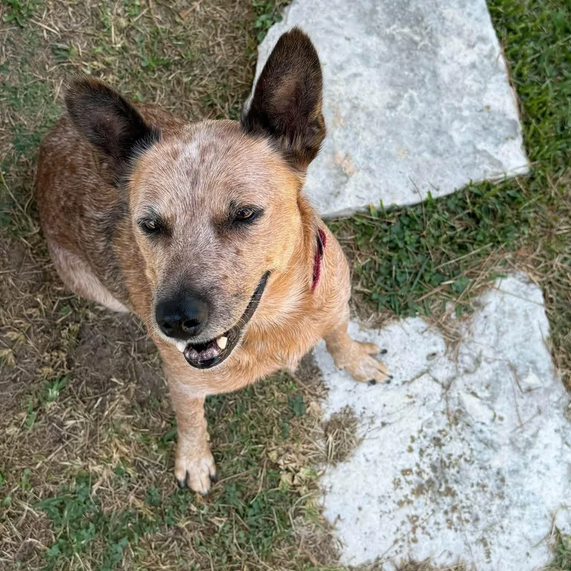 An adult medium-sized female Australian Cattle Dog / Blue Heeler dog named Gidget for adoption in Magnolia, TX