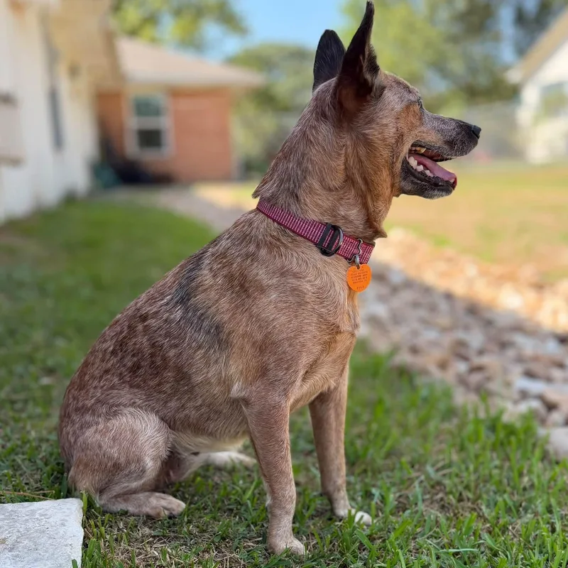 Gidget thumbnail 5