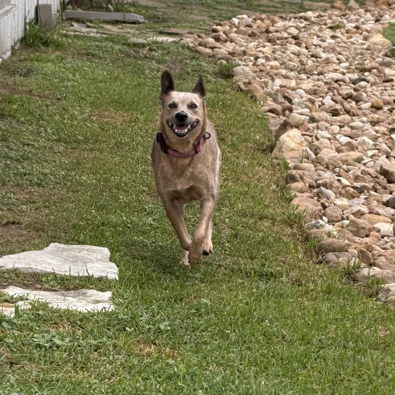 Gidget thumbnail 6