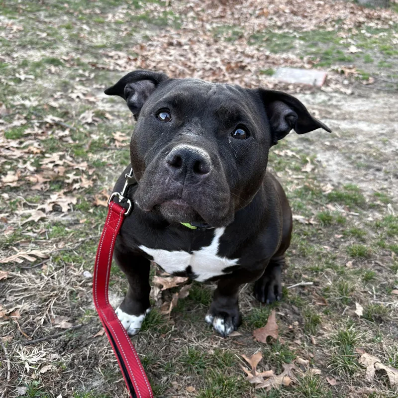 Magnolia thumbnail 2