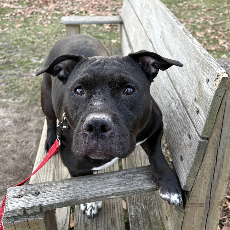 Magnolia thumbnail 3