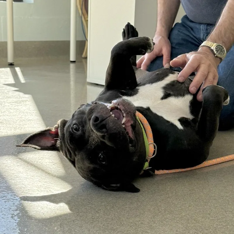 Magnolia thumbnail 5