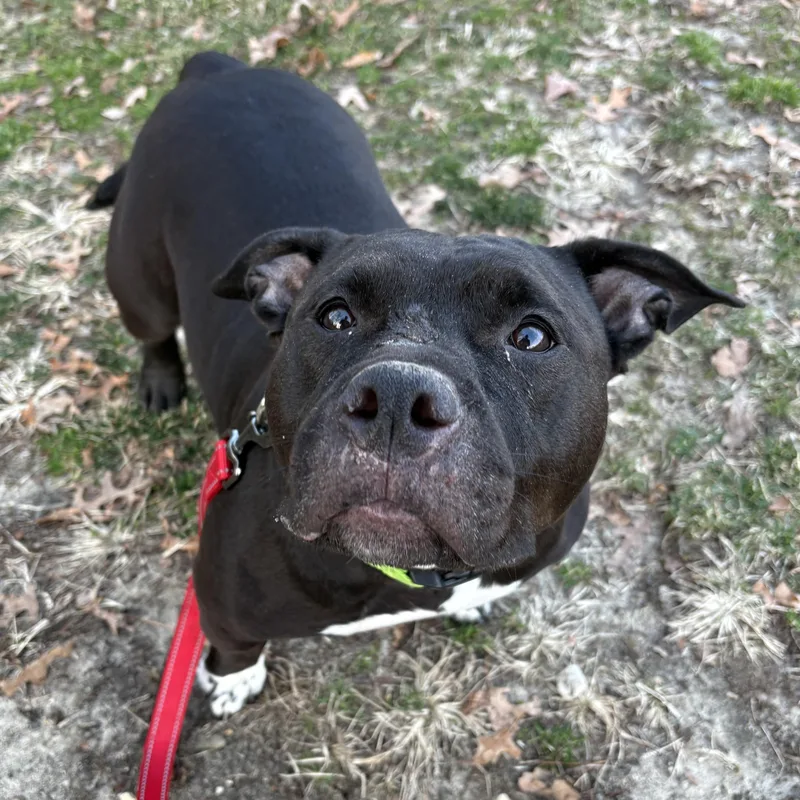 Magnolia thumbnail 6