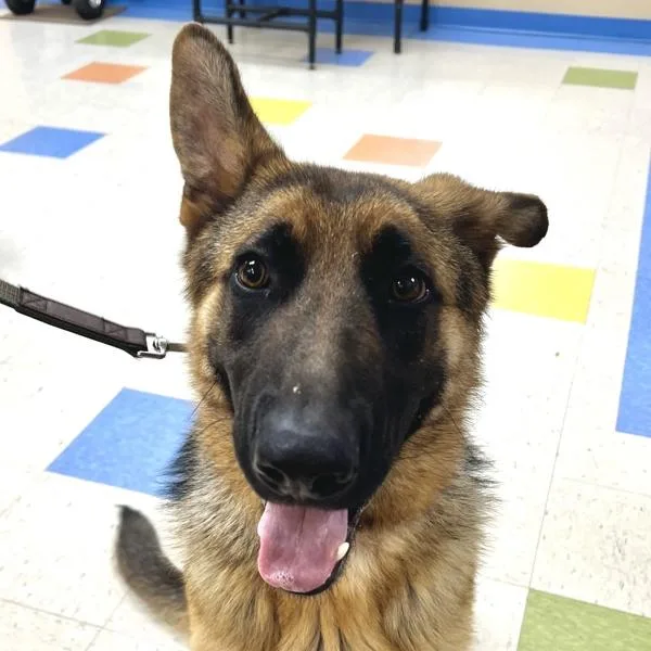 A young large-sized male German Shepherd Dog dog named Banjo for adoption in Sioux City, IA