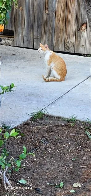 A young medium-sized male Domestic Short Hair cat named Timmy for adoption in San Antonio, TX