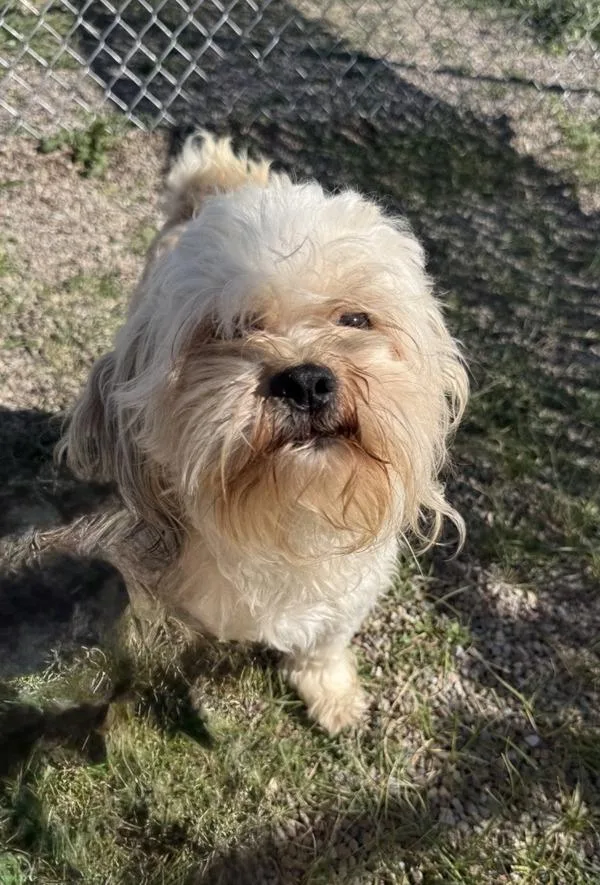 An adult small-sized male Mixed Breed dog named Oogway for adoption in Great Falls, MT