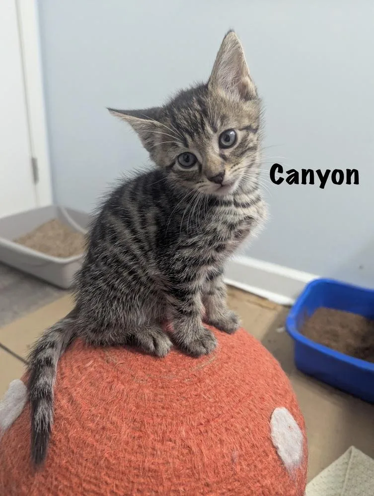 A baby small-sized male Tabby (Brown / Chocolate) Domestic Short Hair cat named Canyon for adoption in Telford, PA