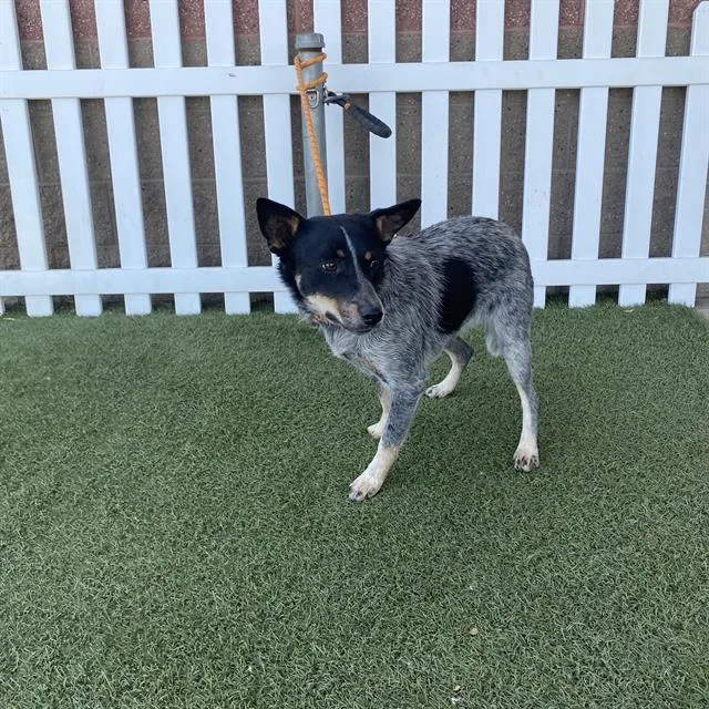 A young medium-sized female Australian Cattle Dog / Blue Heeler dog named A for adoption in Modesto, CA